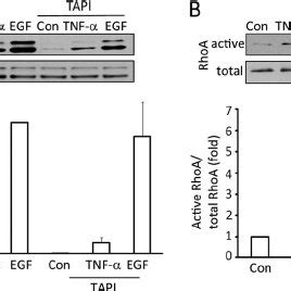 EGF activates the ERK/GEF-H1/RhoA pathway. A–D , LLC-PK 1 cells were ...