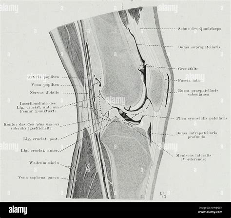 English An Anatomical Illustration From The German Edition Of