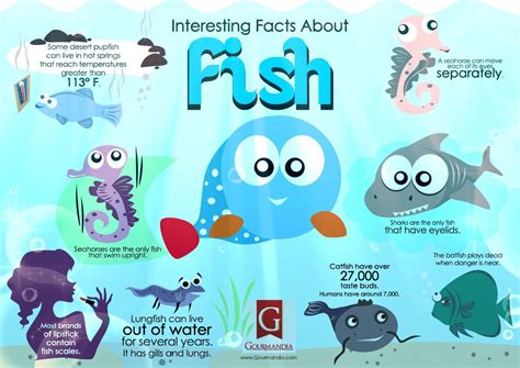 interesting facts  fish infographic fun facts  fish