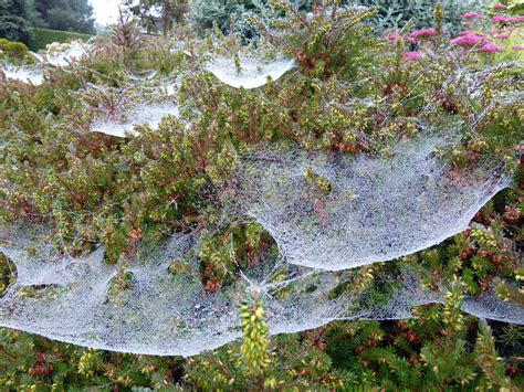 Hedge Webs | Edinburgh, Scotland | Margaret Ferguson Burns | Flickr
