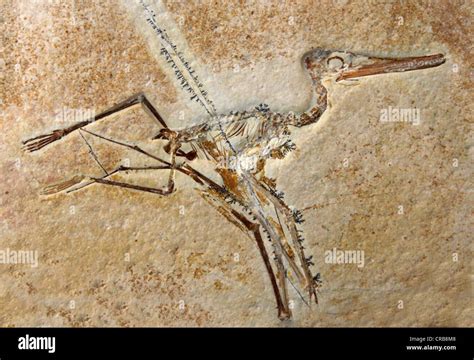 Pterodactylus Elegans Fossil Stock Photo - Alamy