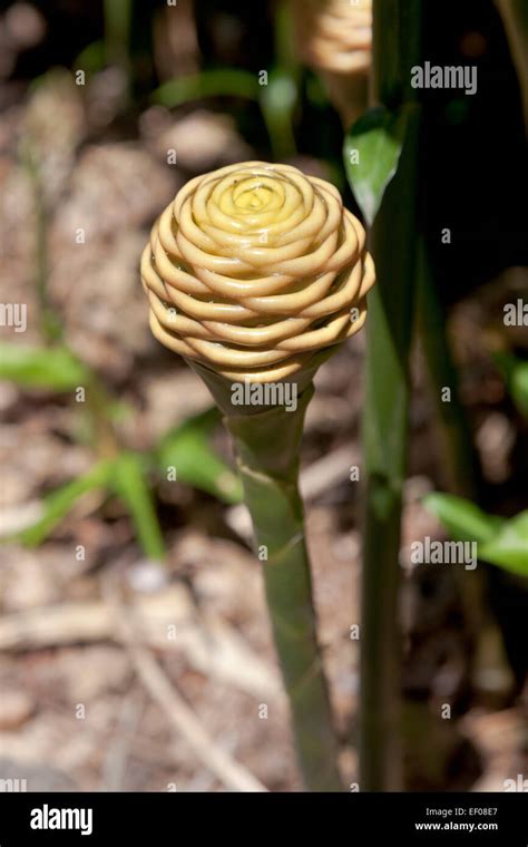 Beehive ginger plant outdoors Stock Photo - Alamy