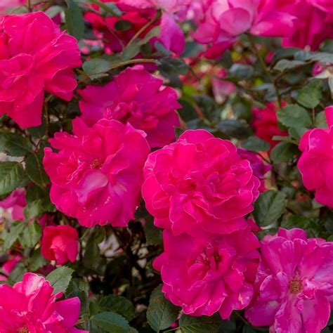 Climbing Roses Go Above and Beyond - Flower Magazine