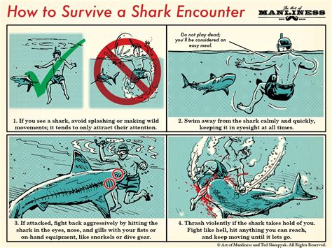 How to Survive a Shark Attack | The Art of Manliness