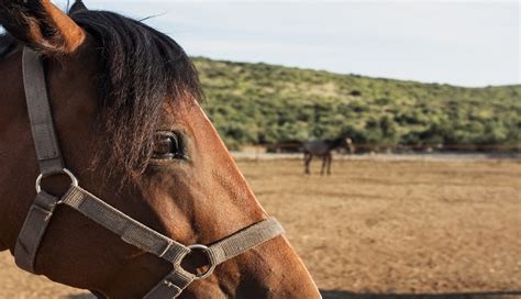 Secretaria da Causa Animal recolhe cavalos em situação de maus tratos