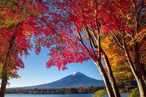 河口湖×紅葉 紅葉を楽しめる人気の穴場スポットやお店をご紹介 フジヤマnavi