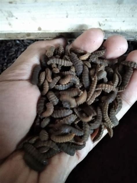 Prepupa Dan Pupa Indukan Lalat BSF Lazada Indonesia