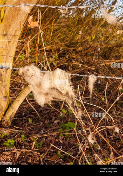 Wool On Wire In Field Hi Res Stock Photography And Images Alamy