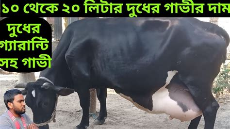 দুধের গ্যারান্টি সহকারে গাভীর দাম জানুন ১০ থেকে ২০ লিটার দুধের গাভী