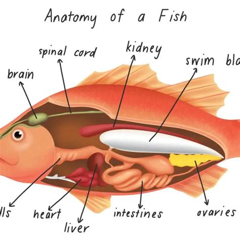 What do Catfish Eat? | Reel Fishing Guru