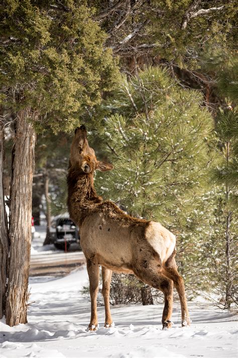 Elk Reach | Shutterbug