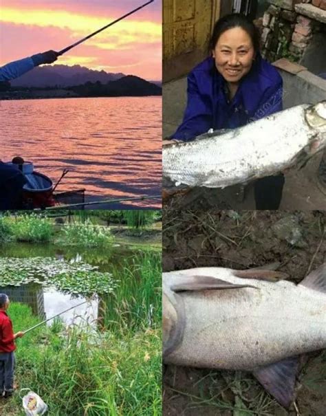 草魚釣底釣浮，如何打窩用餌 每日頭條