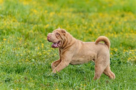 Premium Photo Shar Pei Dog Running In The Field On Lure Coursing