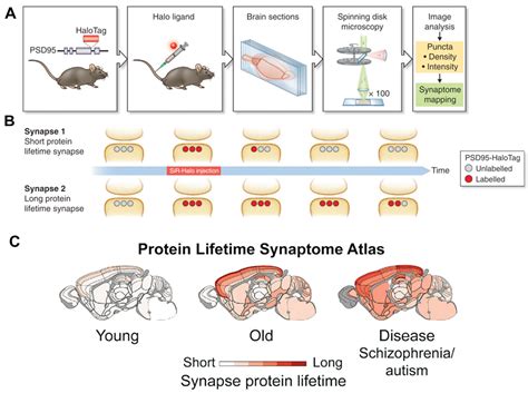 Should I stay, or should I go: measuring brain-wide synaptic protein ...
