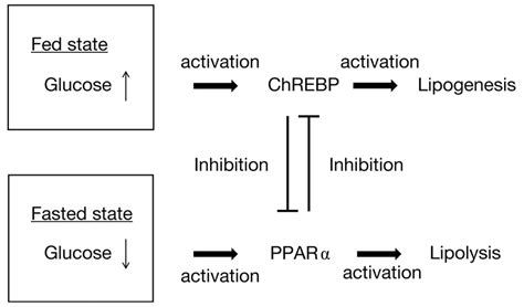 Schematic Representation Of Feedback Loop Between Chrebp And Ppar In