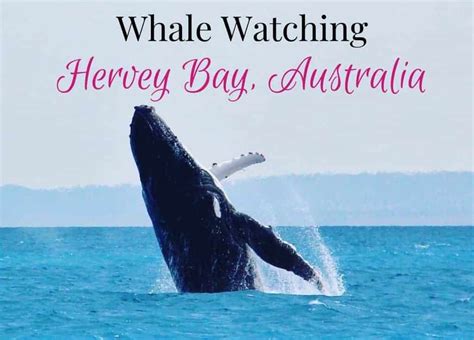 Whale Watching in Hervey Bay, Australia