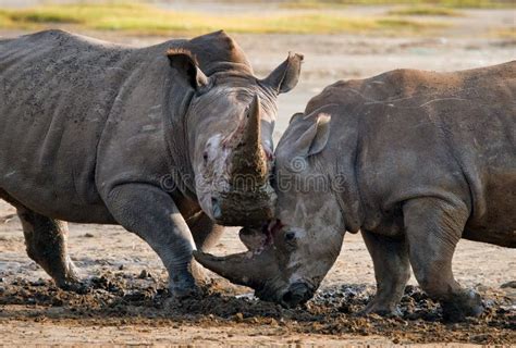 Two Rhinoceros Fighting With Each Other Kenya National Park Africa