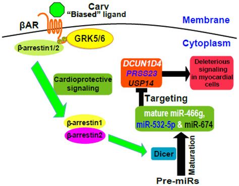 β Arrestin Biased Agonism Of β Adrenergic Receptor Stimulates The