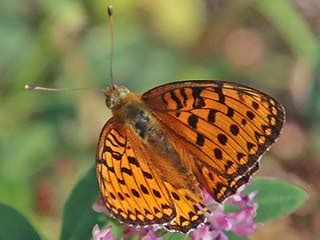 Großer Perlmutterfalter Argynnis Speyeria Mesoacidalia aglaja Dark