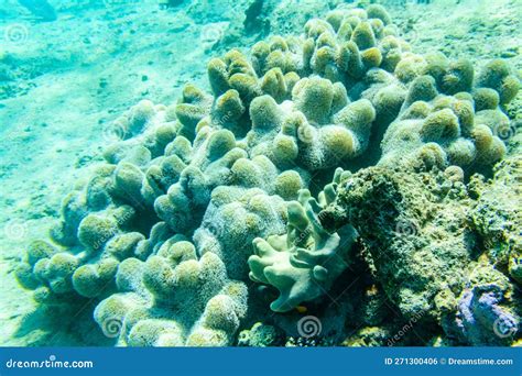 Colonies Of The Corals Turbinaria At Coral Reef In Red Sea Stock