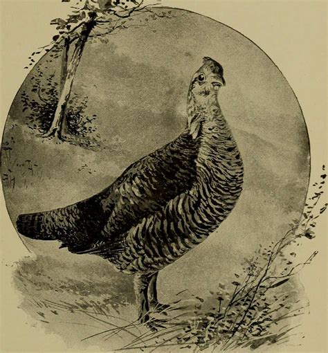 Pussy Wants A Corner In This Book Which Reviews The Delights Of The