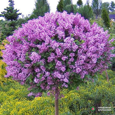 Сирень "Простая сиреневая на штамбе" саженцы купить в питомнике для ...