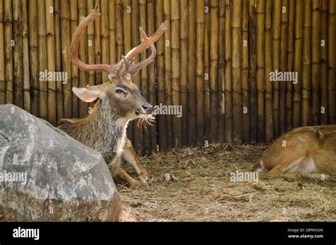 Eld S Deer Panolia Eldii Also Known As The Thamin Or Brow Antlered