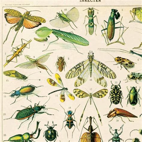 Vintage French Insects Print 1 Variety Of Insects Educational Etsy