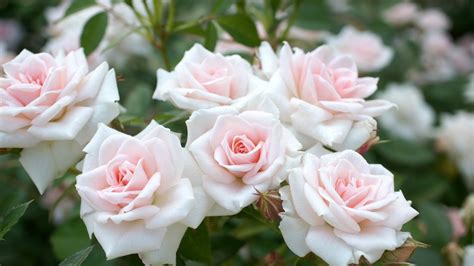 White Rose Flower Garden - 2560x1440 Wallpaper - teahub.io