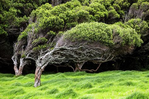 Windswept Trees by Oliver Strewe