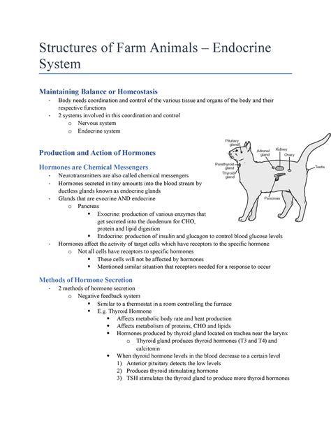 Dog Endocrine System