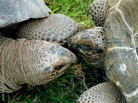 Tortue géante d Aldabra Geochelone gigantea réserve naturelle Ile de