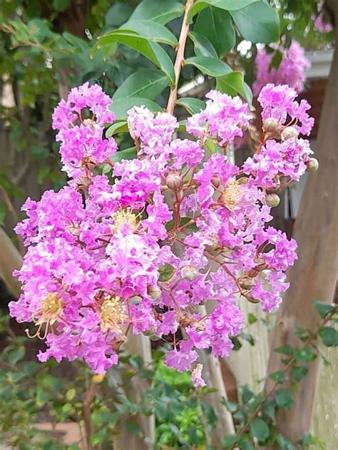 Crepe myrtle Purple - Garden Variety