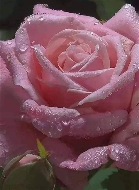 Pink Rose With Water Droplets