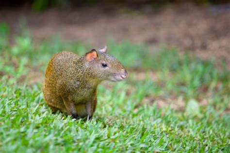 90 Mexican Agouti Stock Photos Pictures And Royalty Free Images Istock