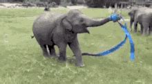 Happy Elephants GIFs | Tenor