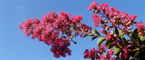 Crepe Myrtle Branches Flowering Against Blue Sky Flickr