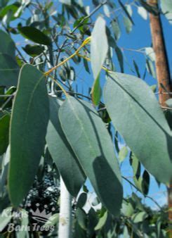 Eucalyptus Glaucescens Tingiringi Gum Specimen Trees Fast Growing