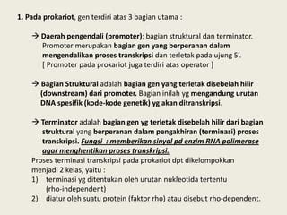 Kel 3 Perbedaan Transkripsi Dan Translasi Pada Prokariot Dan Eukariot PPT