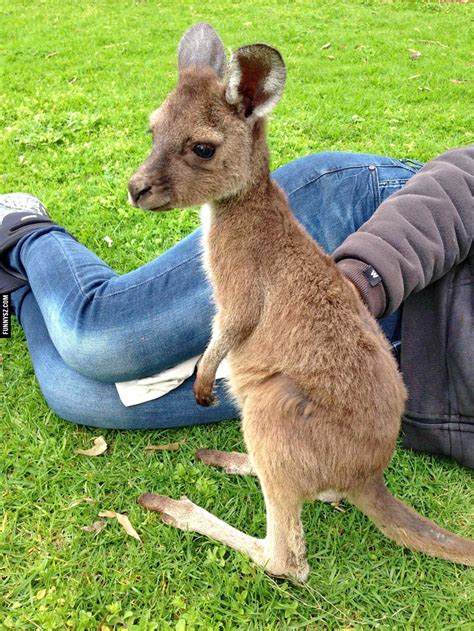 🔥 [40+] Baby Kangaroo Wallpapers | WallpaperSafari