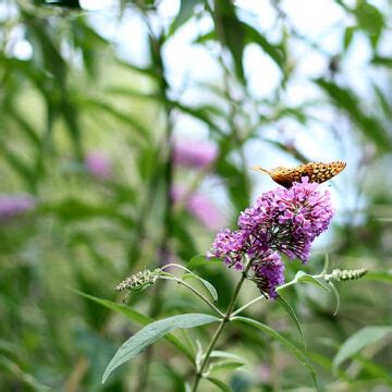 Butterfly Bush Pruning Tips aka Buddleia | Hearth and Vine