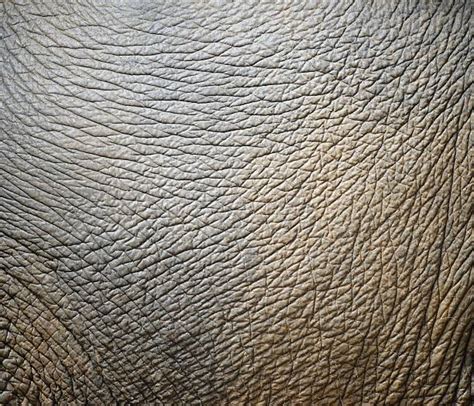 Elephant Skin Stock Photos, Pictures & Royalty-Free Images - iStock