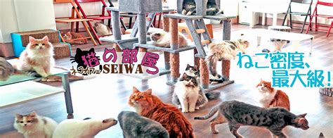 さいたま東大宮の猫カフェ＆子猫販売「猫の部屋 セイワ」