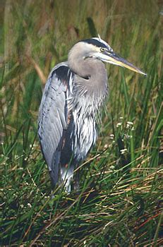 Great Blue Heron - Photos, facts, and identification tips