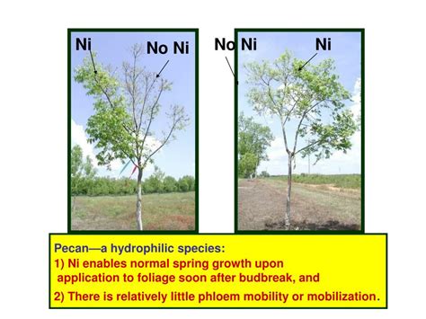 Ppt Nickel And Plant Disease Powerpoint Presentation Free Download