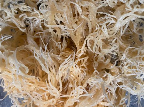 St Lucia Wildcrafted Gold Sea Moss Wholesale Etsy