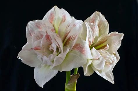 Красные гиппеаструмы: описание и фото лучших сортов - Гранд Дива ...