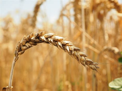 Wheat Ear Spike Free Photo On Pixabay