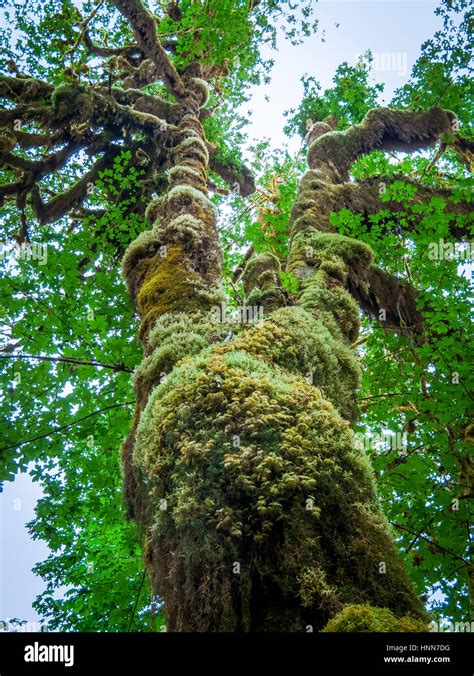 Boreal Forest Moss Hi Res Stock Photography And Images Alamy