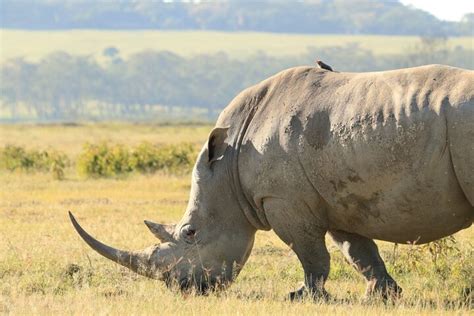 Day Safari In Serengeti Ngorongoro Mid Range Safari Njema Adventures